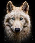 image of wolf #35