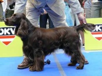 image of sussex_spaniel #23