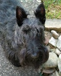 image of scotch_terrier