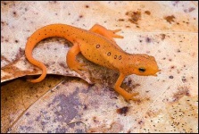 image of eft