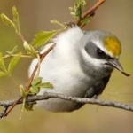 image of bird
