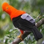 image of bird