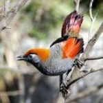 image of bird