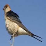 image of bird