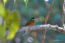 image of jacamar