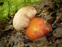 image of mushrooms