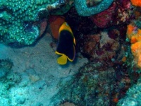 image of rock_beauty