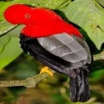 image of bird