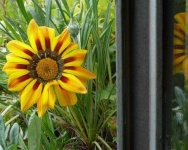 image of flower