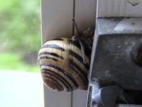 image of snail