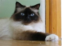 image of birman #14