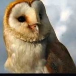 image of bird