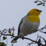 image of bird