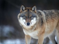 image of wolf #46