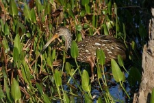 image of limpkin