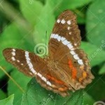 image of banded_butterfly #38