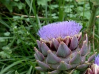 image of artichoke_flower #53