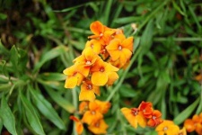 image of flower