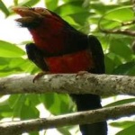 image of bearded_barbet #20