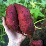 image of sweetpotato #0