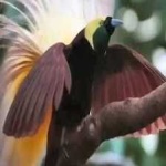 image of bird