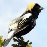 image of bird