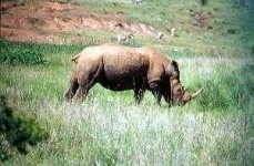 image of rhino