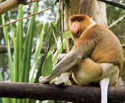 image of animal