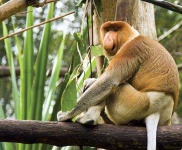 image of monkey #8