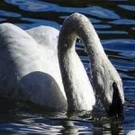 image of bird