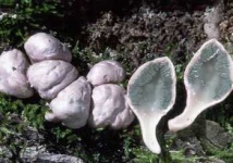 image of stinkhorn