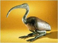 image of ibis