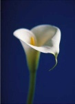 image of flower