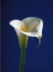 image of giant_white_arum_lily #39