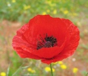 image of flower