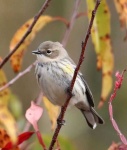 image of warbler