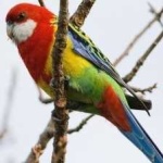 image of bird