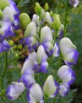 image of flower