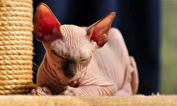 image of sphynx #25