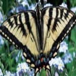 image of animal