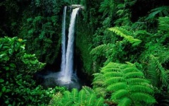 image of tropical_forest