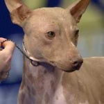 image of animal