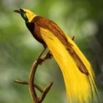 image of bird