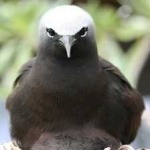 image of bird