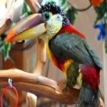 image of bird