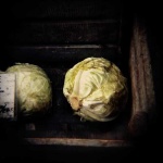 image of head_cabbage #0