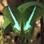 image of banded_butterfly #85