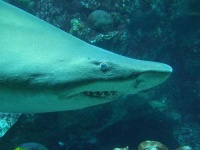 image of tiger_shark
