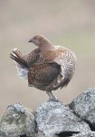 image of black_grouse #11