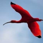 image of bird